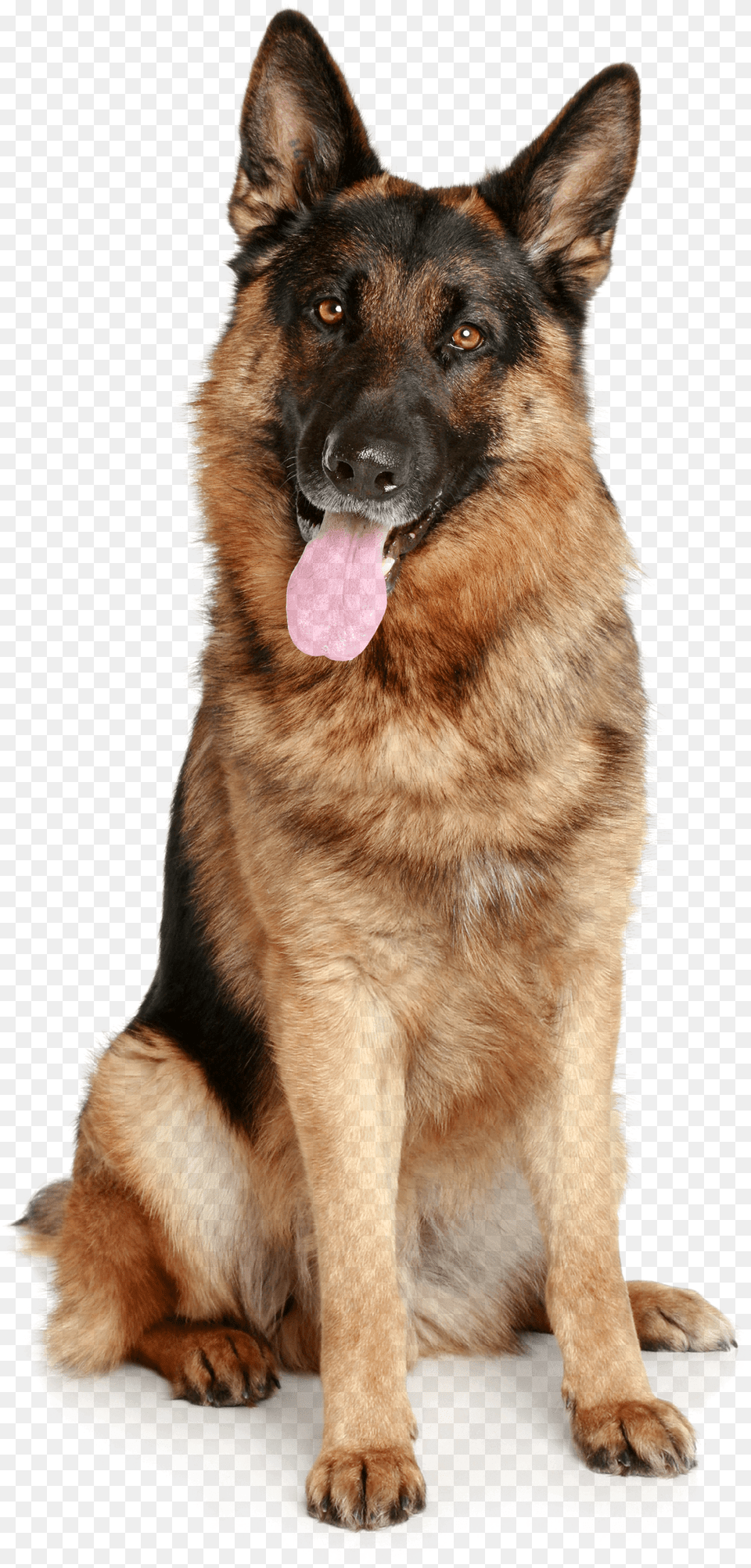 Dog Image, Animal, Canine, German Shepherd, Mammal Free Png