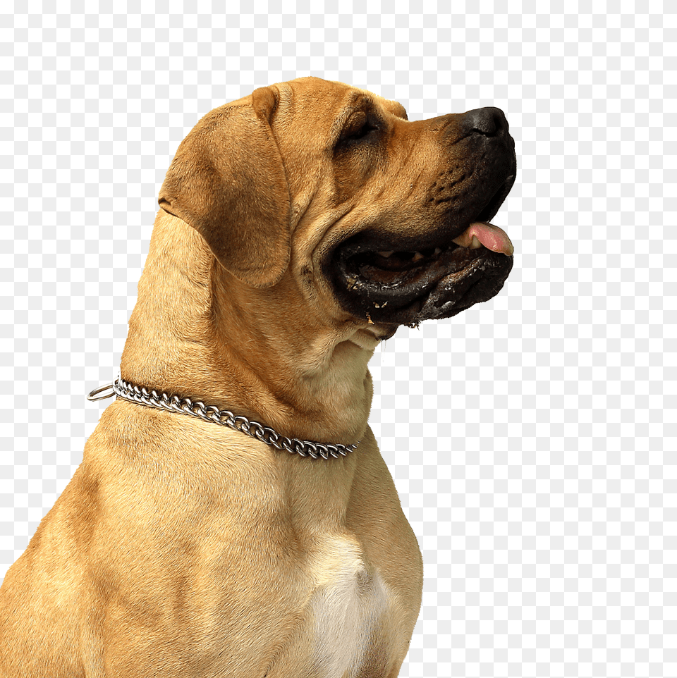 Dog Image, Animal, Boxer, Bulldog, Canine Free Png Download