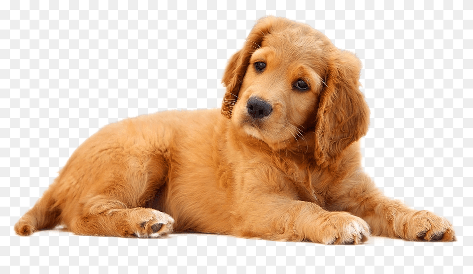 Dog Image, Animal, Canine, Mammal, Pet Free Png Download