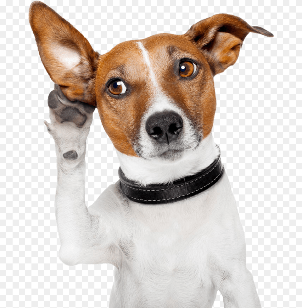 Dog Download Searchpng Get Attention, Animal, Canine, Hound, Mammal Png Image