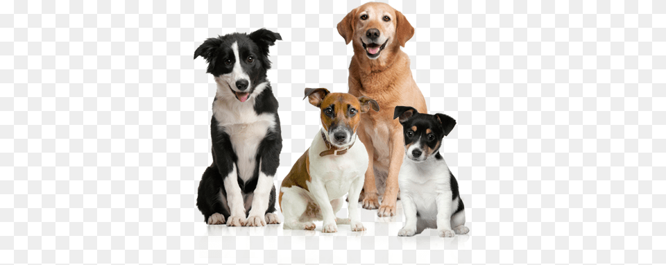 Dog Image Picture Dogs Dog, Animal, Canine, Mammal, Pet Png