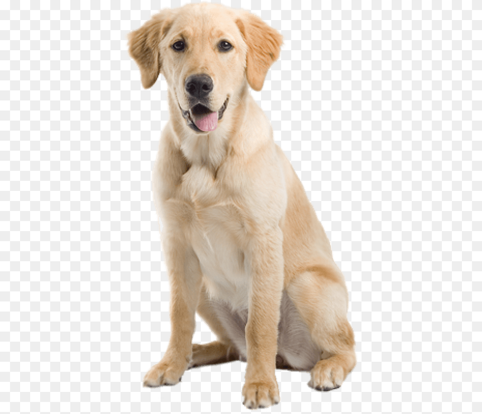Dog Images Transparent Yellow Lab Transparent Background, Animal, Canine, Golden Retriever, Mammal Png