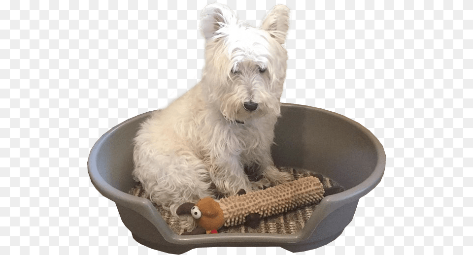 Dog In Basket Transparent West Highland White Terrier, Animal, Canine, Mammal, Pet Png Image