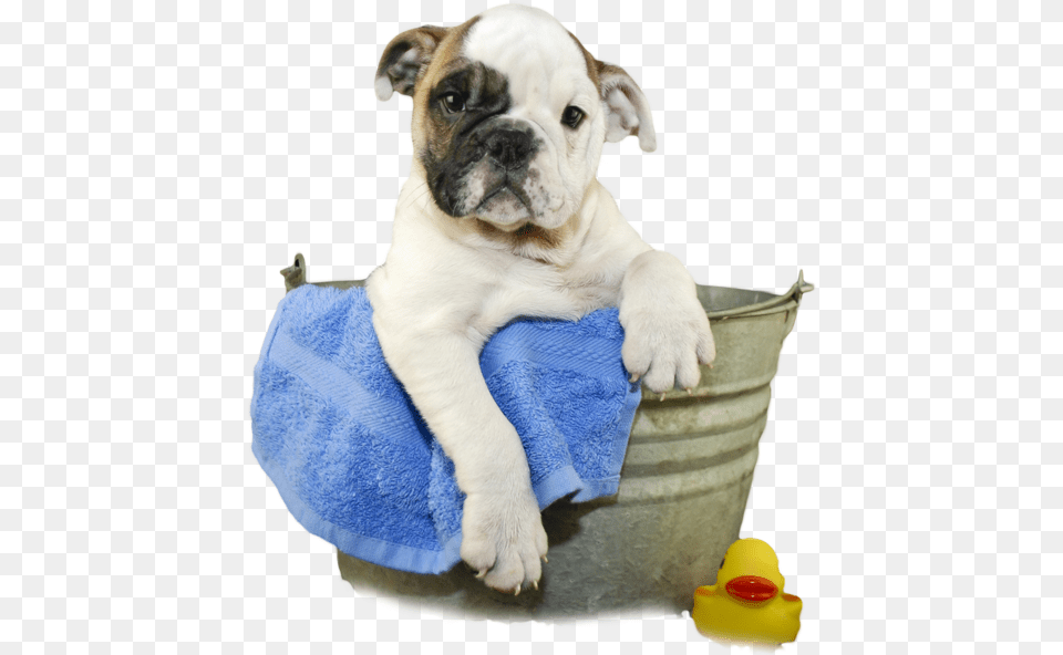 Dog In Bath Transparent, Animal, Canine, Mammal, Pet Png Image