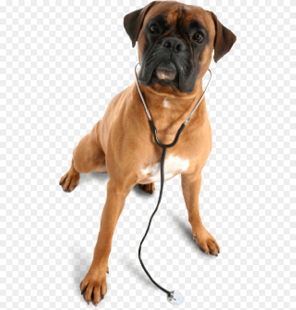 Dog In Chain Animal Vet, Boxer, Bulldog, Canine, Mammal Png