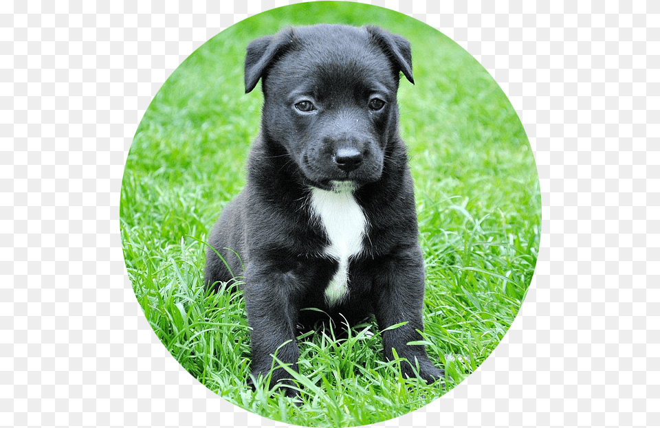 Dog In Grass, Animal, Pet, Mammal, Canine Free Transparent Png