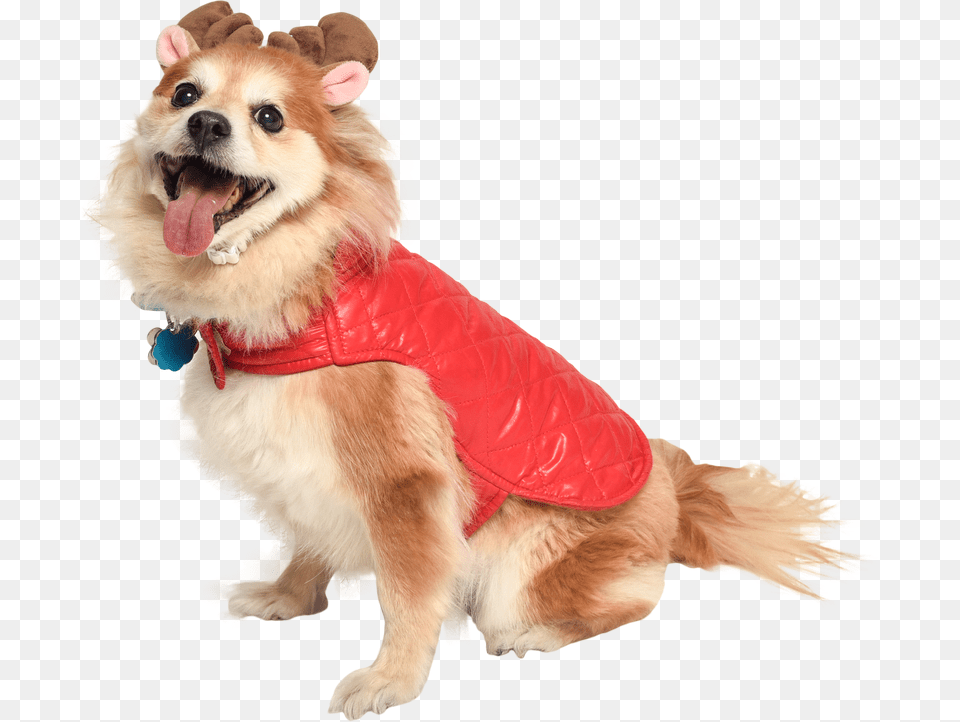 Dog In Holiday Jacket And Reindeer Antlers Cat In Santa Cut Out Dogs, Clothing, Coat, Animal, Canine Png