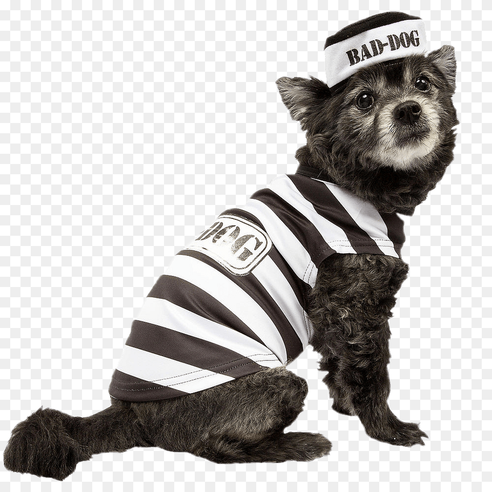 Dog In Prisoner Costume, Animal, Canine, Mammal, Pet Free Transparent Png
