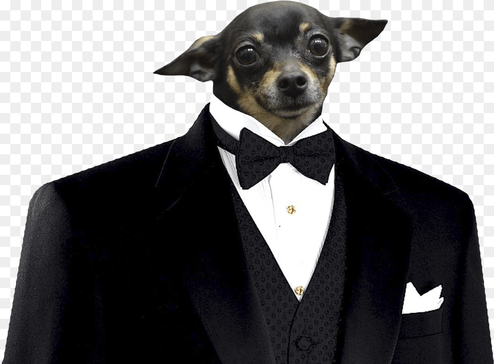 Dog In Suit, Accessories, Tie, Tuxedo, Formal Wear Png Image