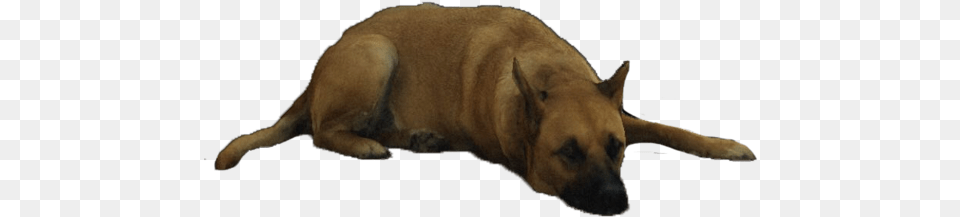 Dog Instagram Filter Freetoedit Dog, Animal, Canine, Mammal, Pet Free Png Download