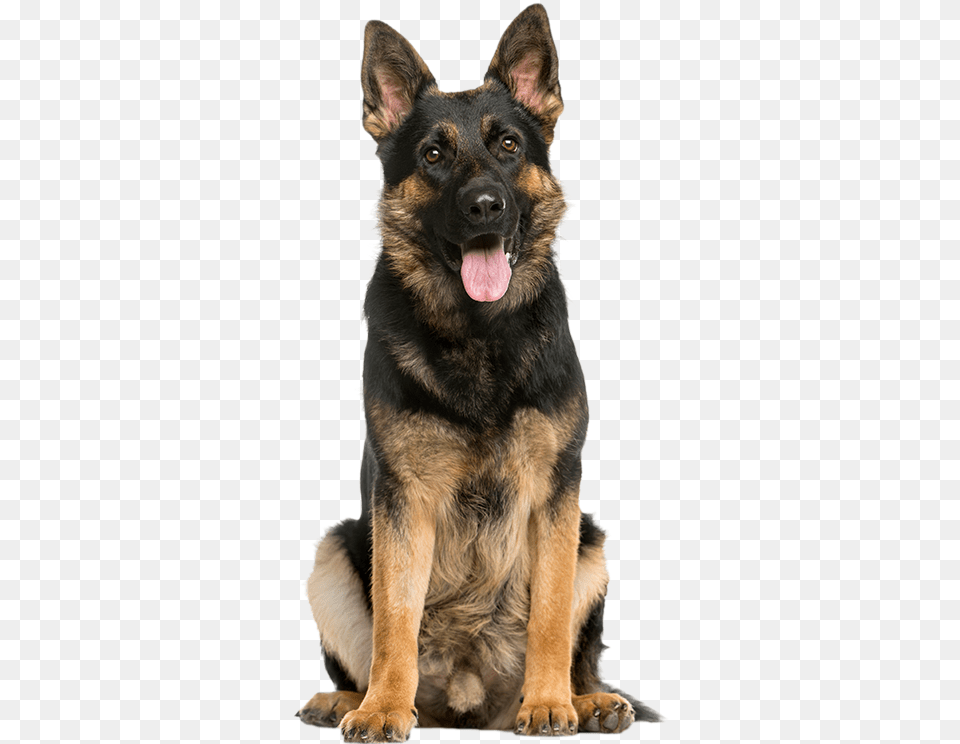 Dog Insurance German Shepherd, Animal, Canine, German Shepherd, Mammal Free Transparent Png