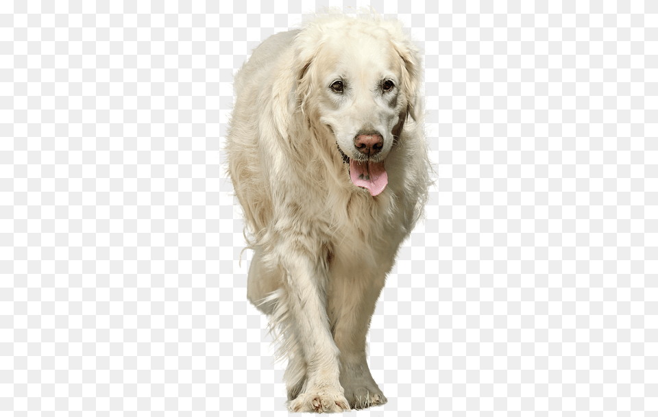 Dog Isolated, Animal, Canine, Mammal, Pet Png Image