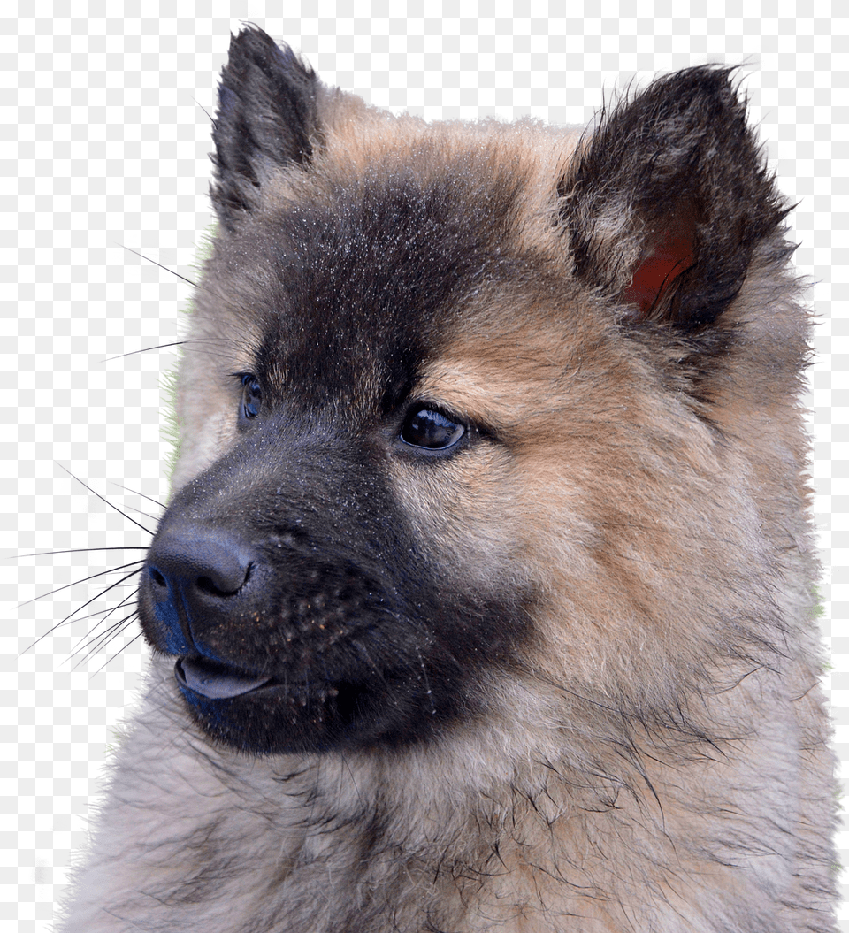 Dog Isolated Animal Portrait, Canine, German Shepherd, Mammal, Pet Png Image
