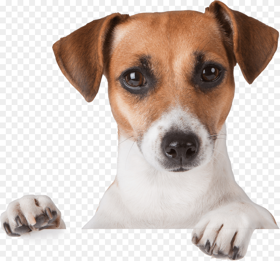 Dog Jack Russell Puppies Tan And White, Animal, Puppy, Pet, Mammal Free Transparent Png