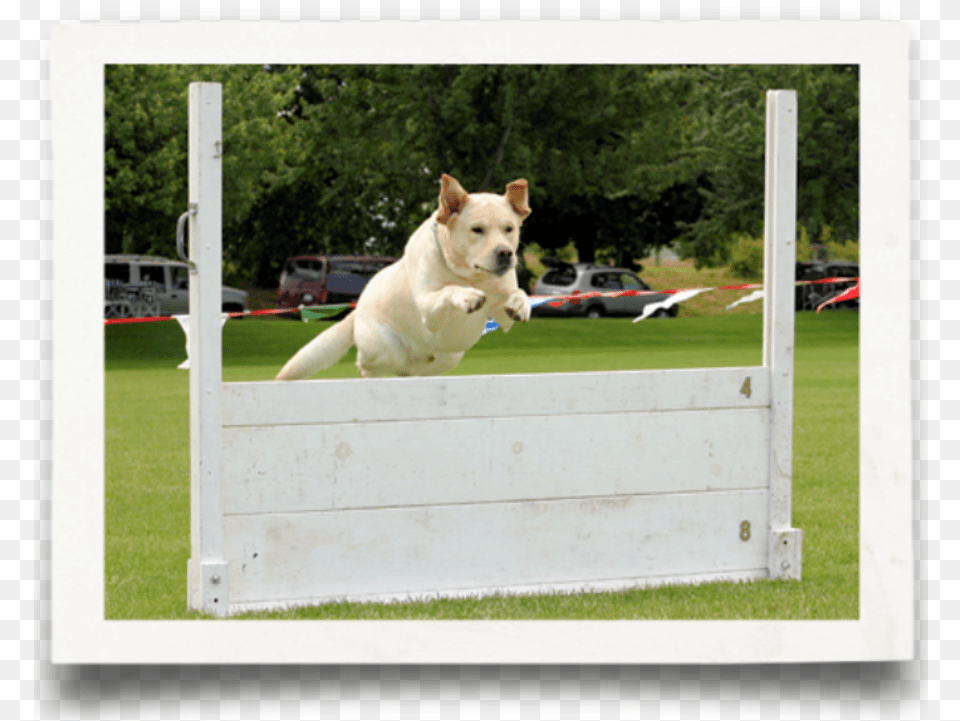 Dog Jumps, Plant, Grass, Animal, Canine Png Image