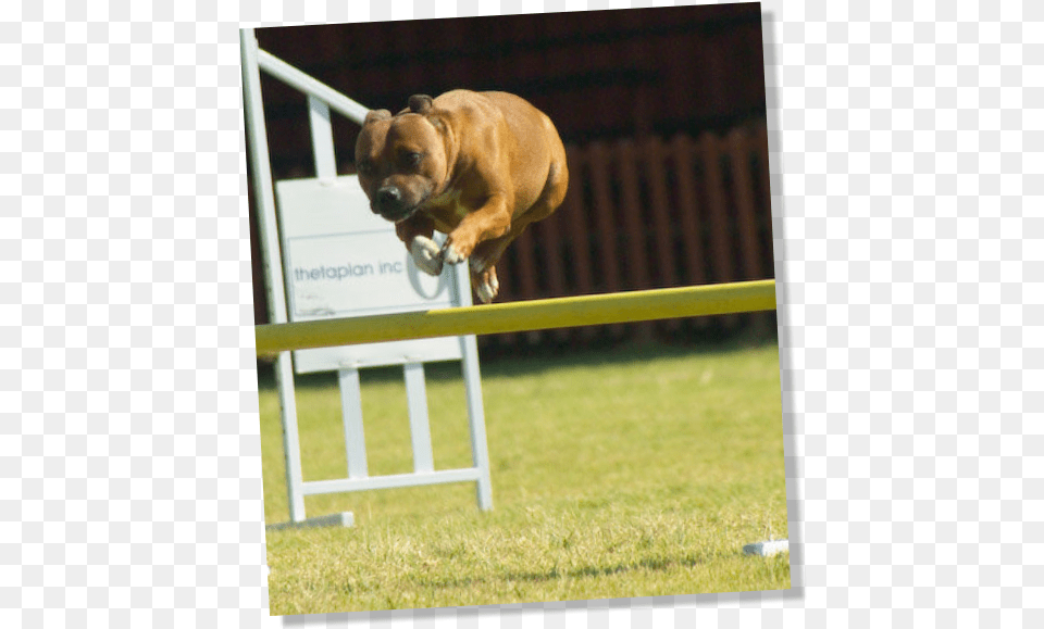 Dog Jumps, Animal, Canine, Mammal, Pet Free Png Download