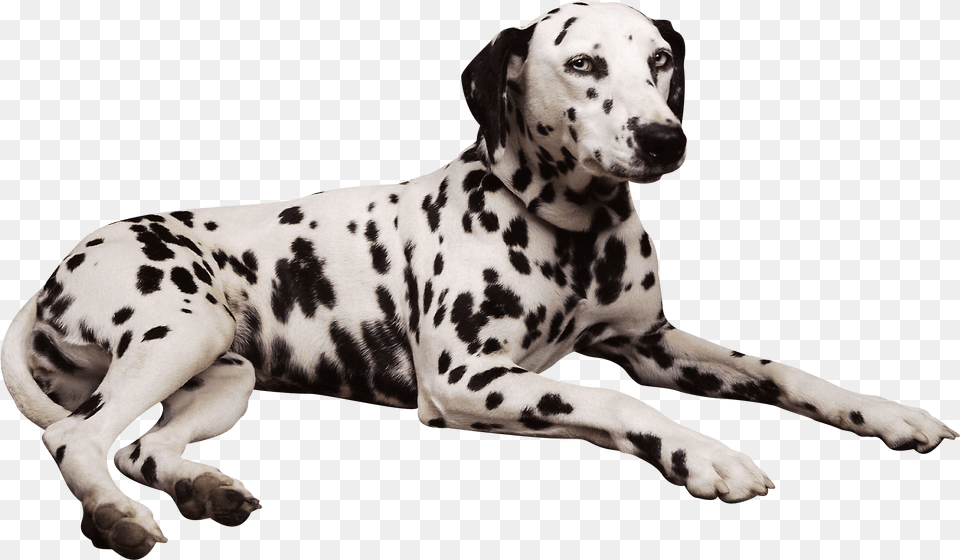 Dog Laying Down, Animal, Canine, Mammal, Pet Png Image