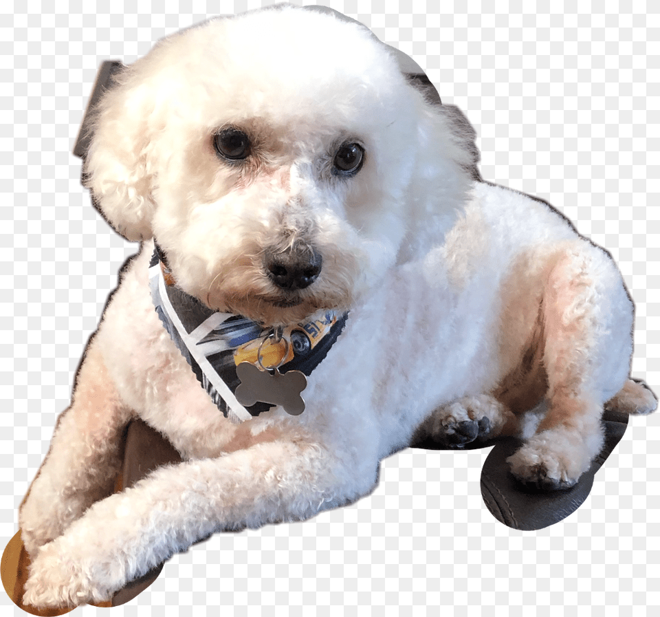 Dog Layingdown Newlygroom Freetoedit Companion Dog, Animal, Canine, Mammal, Pet Png Image