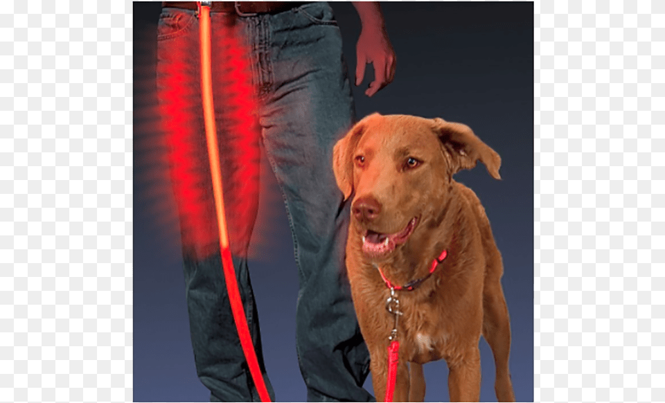 Dog Leash, Animal, Canine, Mammal, Pet Png Image