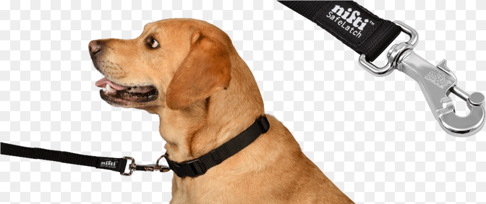 Dog Leash, Accessories, Strap, Animal, Canine Free Transparent Png