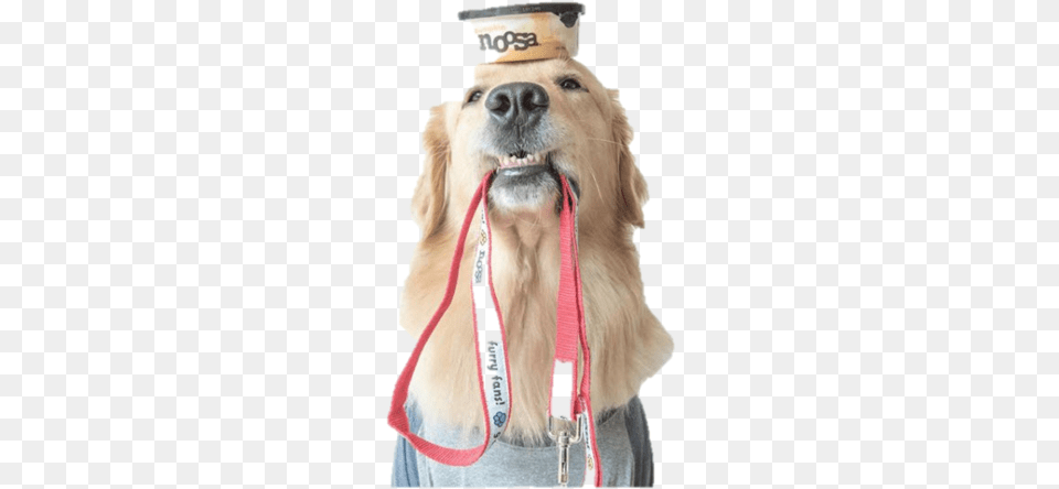 Dog Leash Amp Collar Noosa Yoghurt, Golden Retriever, Animal, Canine, Pet Free Png