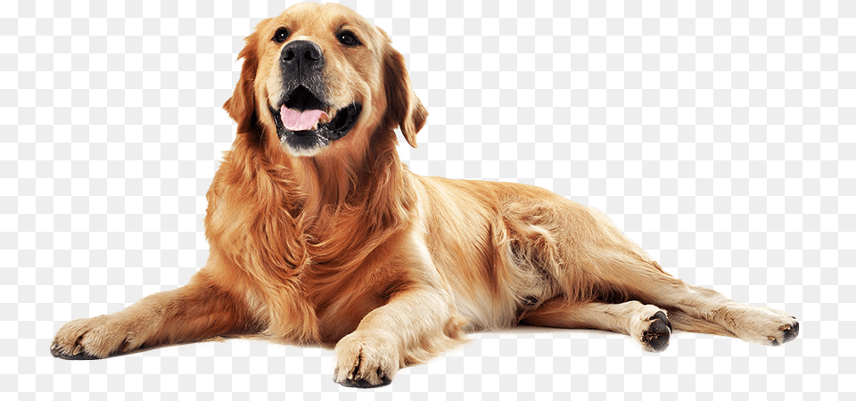 Dog Life Plano De Sade Animal Raised Outdoor Dog Bed, Canine, Golden Retriever, Mammal, Pet Png