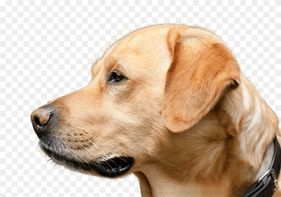 Dog Looking, Animal, Canine, Mammal, Pet Png Image