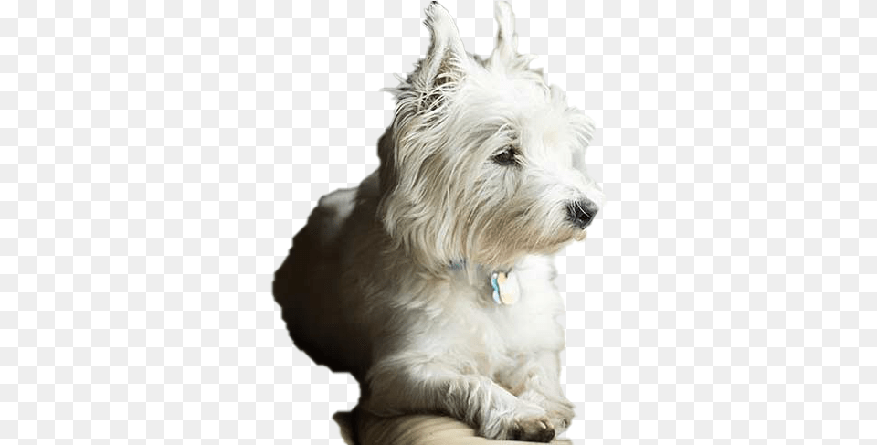 Dog Looking Background Sad Dog Small, Animal, Canine, Mammal, Pet Png