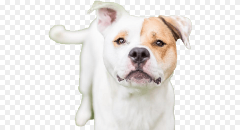 Dog Looking Hd White Staffy Red Eye Patches, Animal, Canine, Mammal, Pet Png Image