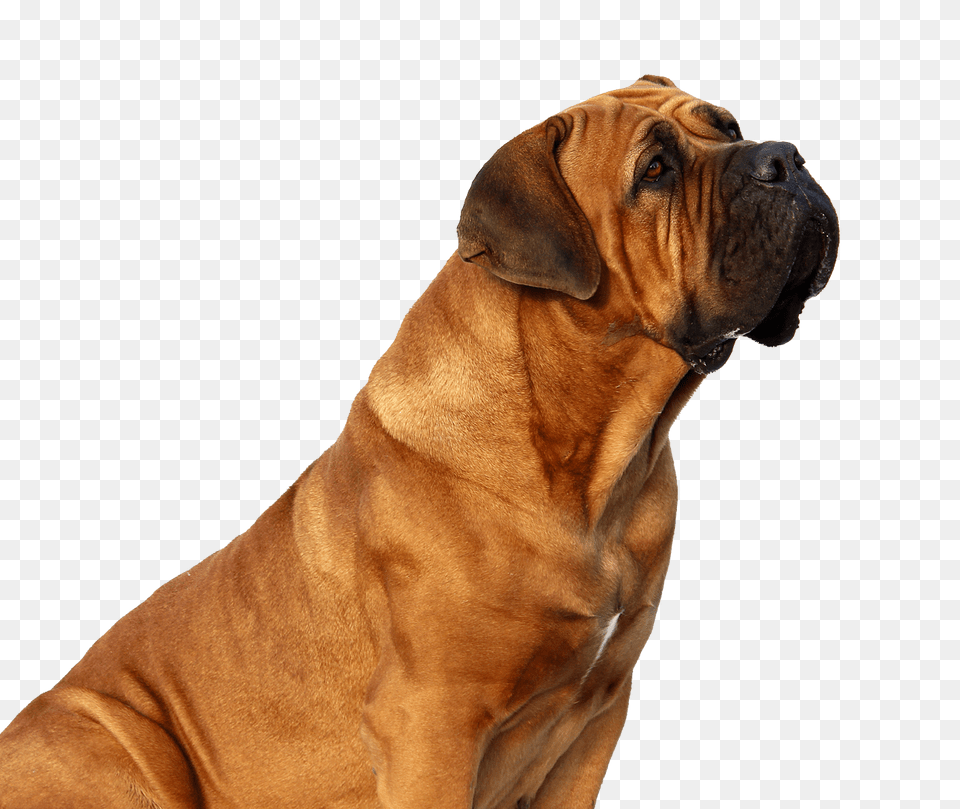 Dog Looking Image, Animal, Boxer, Bulldog, Canine Free Transparent Png