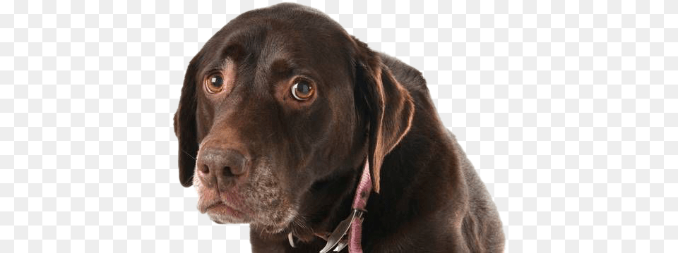 Dog Looking Transparent Background Mart Sad Looking Dog, Animal, Canine, Labrador Retriever, Mammal Png