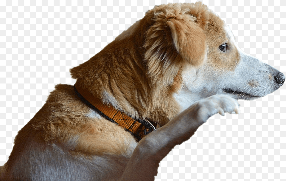Dog Looking Transparent Melancholic Dog, Animal, Canine, Golden Retriever, Mammal Free Png