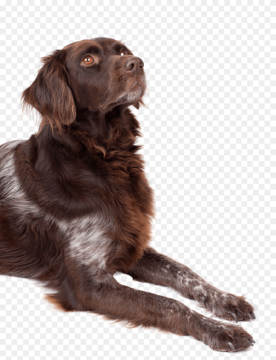 Dog Looking Up, Animal, Canine, Mammal, Pet Png Image