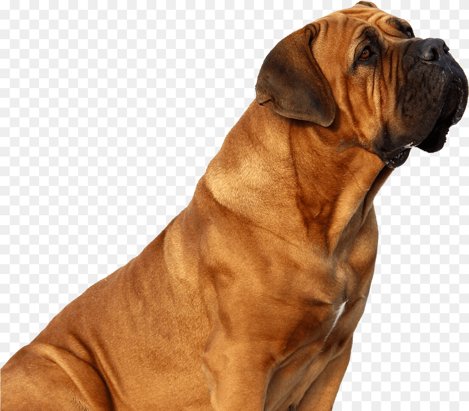 Dog Looking Up, Animal, Boxer, Bulldog, Canine Free Png