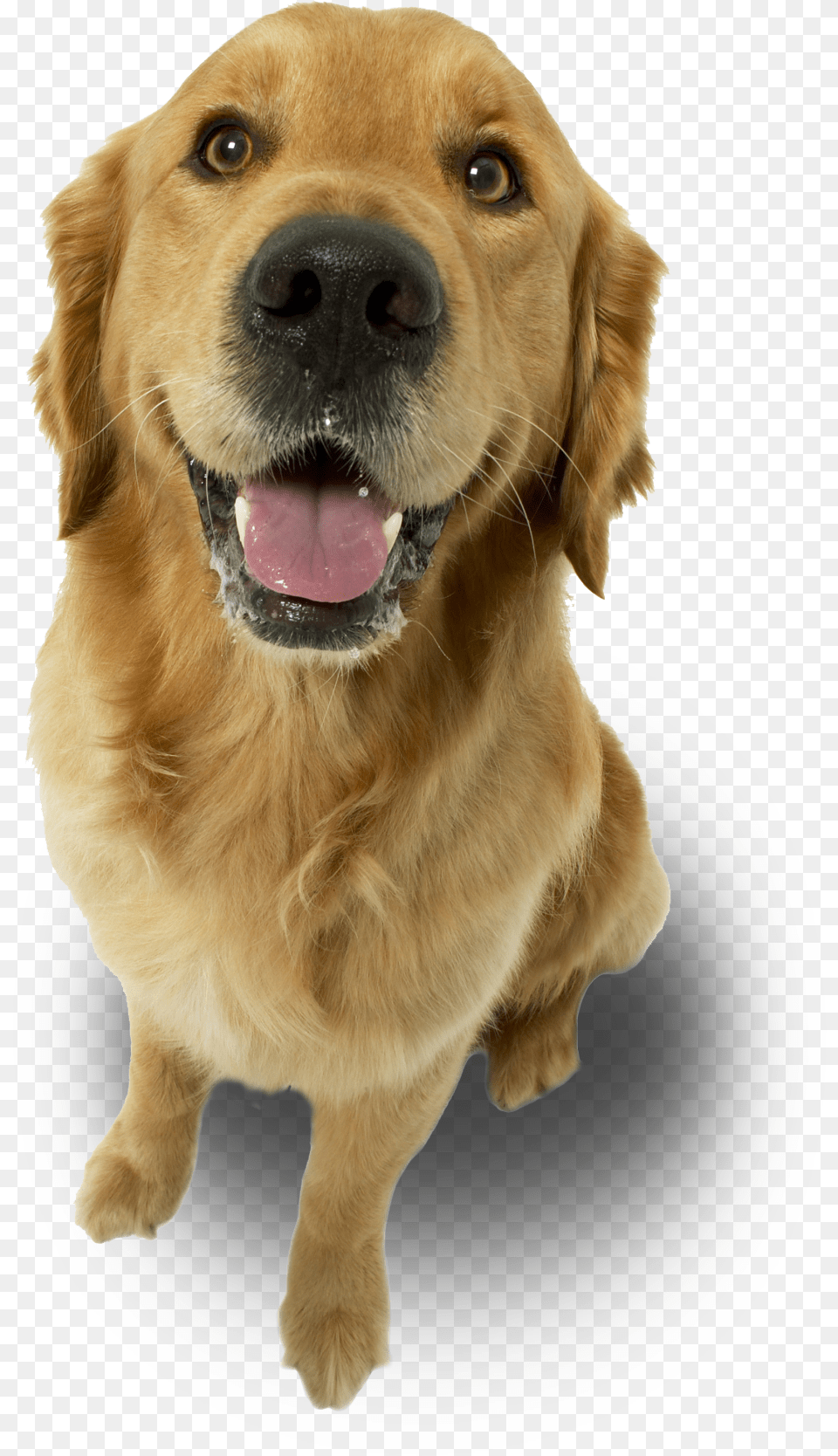 Dog Love My Golden Retriever Ornament Oval Full Size Imagens De Animais Para Final De Slide, Animal, Canine, Golden Retriever, Mammal Free Transparent Png