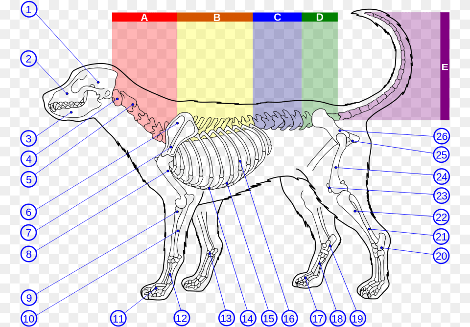 Dog Lumbar Vertebrae Numbers Free Png