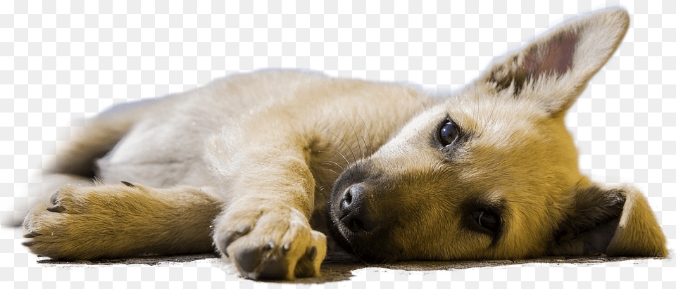 Dog Lying Down Looking Ill Super Super Cute Dogs, Animal, Canine, Mammal, Pet Free Png