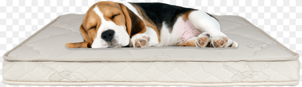 Dog Mattress Bed, Animal, Canine, Mammal, Pet Free Transparent Png