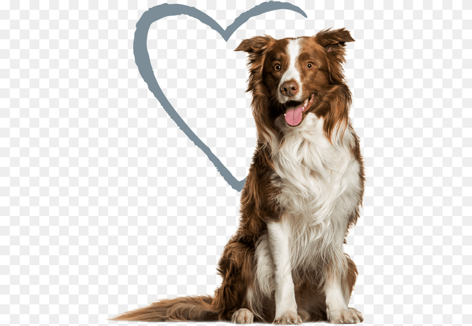 Dog Melon Collies Beer, Animal, Canine, Mammal, Pet Free Png Download
