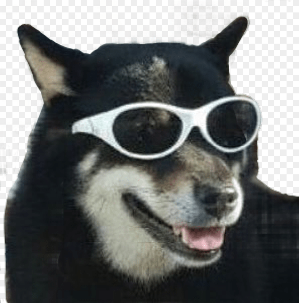 Dog Meme Funny Puppy Sunglasses Freetoedit Dog Meme, Accessories, Animal, Canine, Glasses Free Png