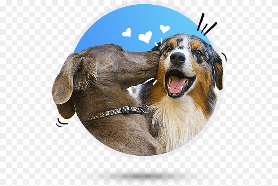 Dog Memes For Boyfriend, Photography, Animal, Canine, Mammal Free Png
