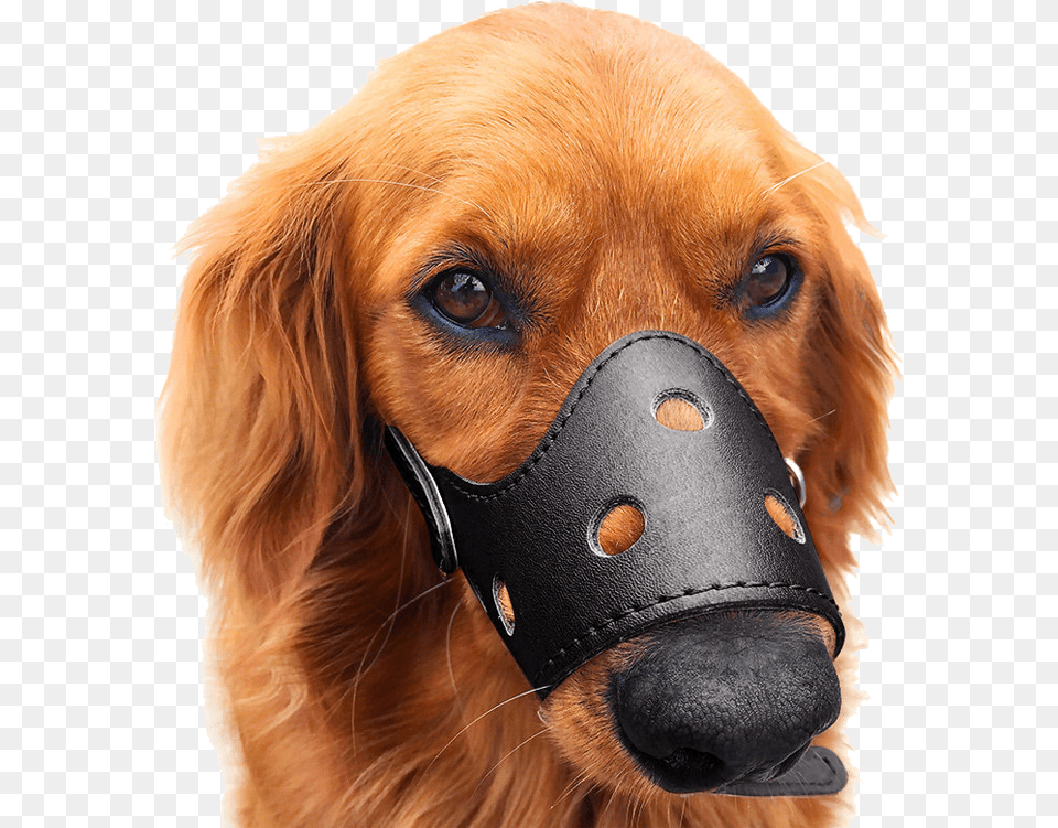 Dog Mouth Cover Dog Mask Anti Bite Anti Bite Anti Barking Puppy, Snout, Animal, Canine, Mammal Png