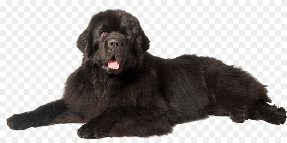 Dog Newfoundland Dog Background, Animal, Canine, Mammal, Pet Free Transparent Png