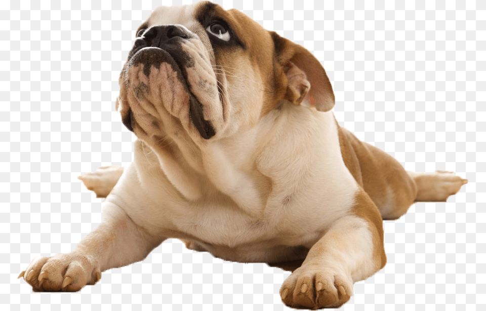 Dog On Back, Animal, Canine, Mammal, Pet Free Png Download
