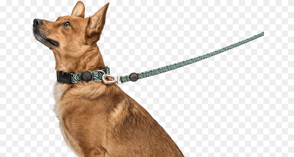 Dog On Leash, Accessories, Strap, Animal, Canine Png