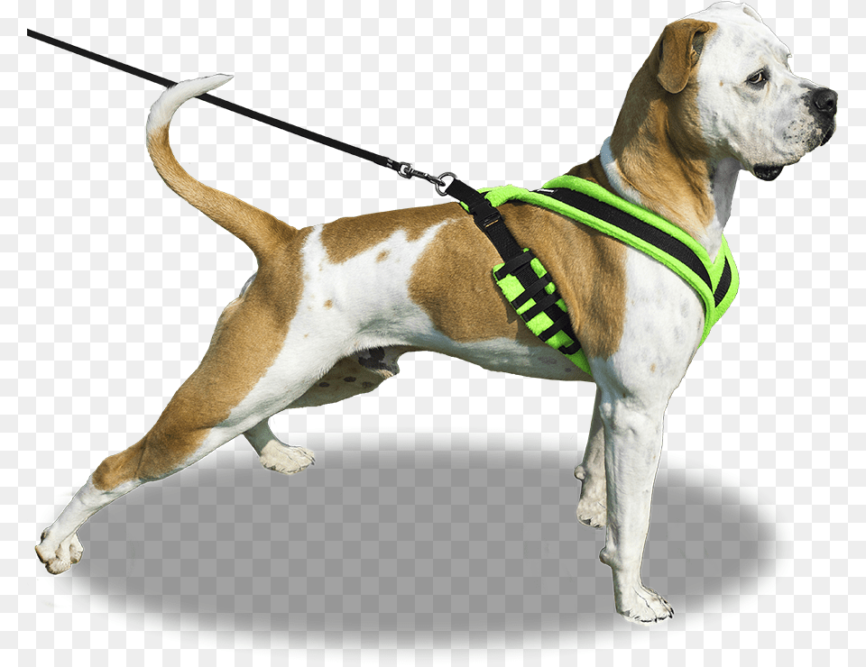 Dog On Leash Dog On Leash, Accessories, Strap, Animal, Canine Png Image