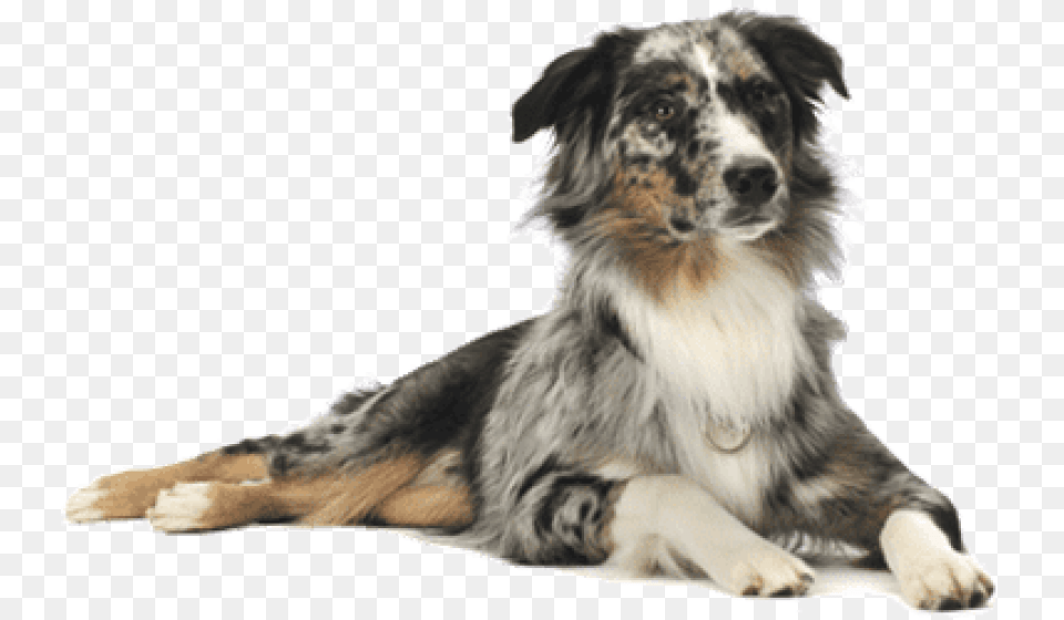 Dog On Transparent Background, Animal, Canine, Collie, Mammal Png Image