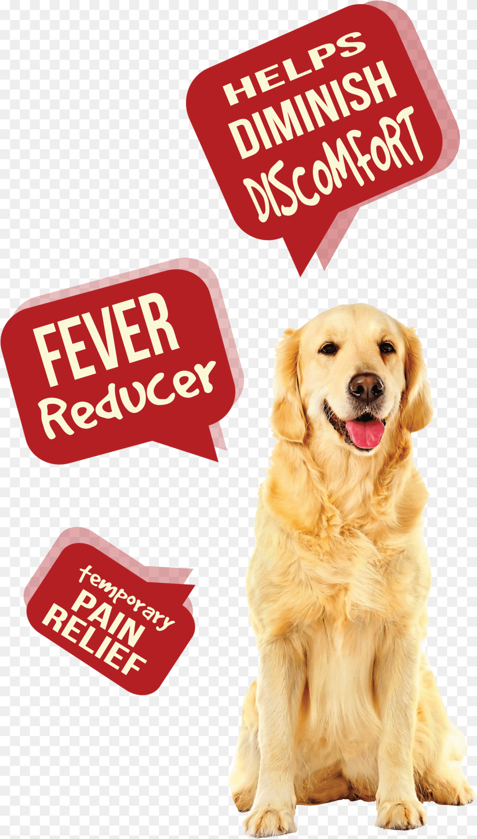 Dog Pain Aid R1 League Of Their Own Quotes, Animal, Canine, Golden Retriever, Mammal Png Image