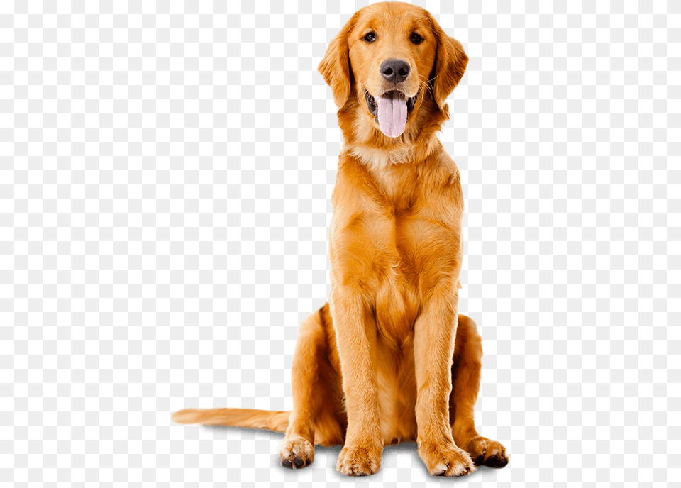 Dog Paw, Animal, Canine, Golden Retriever, Mammal Png