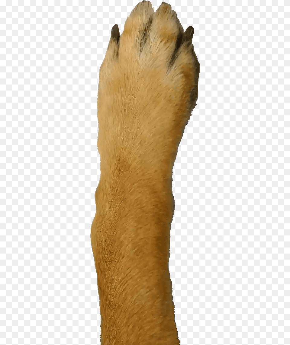 Dog Paw Google Phone Paw, Electronics, Hardware, Claw, Hook Free Png Download